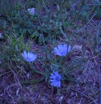 Cicoria pianta con fiori